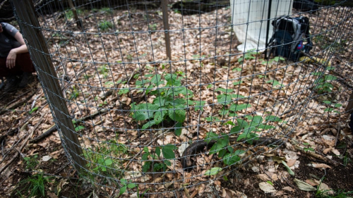 One of the deer exclosures used by Kari Hollett in her research