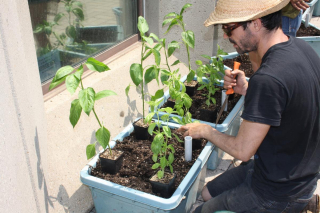 Spacing out the plants Spacing out the plants