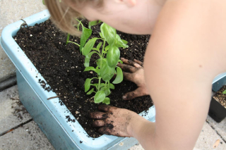 Gentle patting of soil Gentle patting of soil