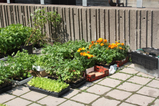 Plants transported in their flats Plants transported in their flats