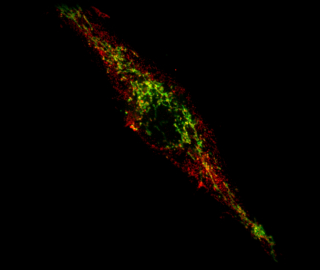 A cell where the Parkinson's disease-related protein PINK1 is absent is in the process of presenting mitochondrial antigens (in red) at its surface to alert the immune system. Intact mitochondria are observed as rod-like structures in green