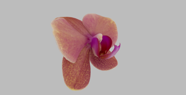 Flower of Phalaenopsis sp. Specimen from the collection of the Montreal Botanical Garden.