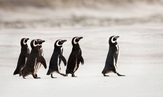 Magellanic penguins heading out to sea for fishing.