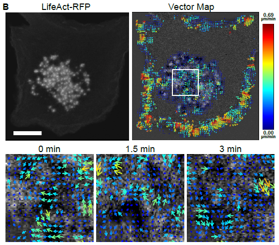 Actin waves revealed by STICS in a podosome cluster in immune dendritic cells; LifeAct-RFP (live cell) and Vector Map (heat map)