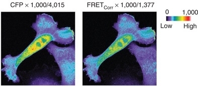 Calculation of FRET/CFP ratio images