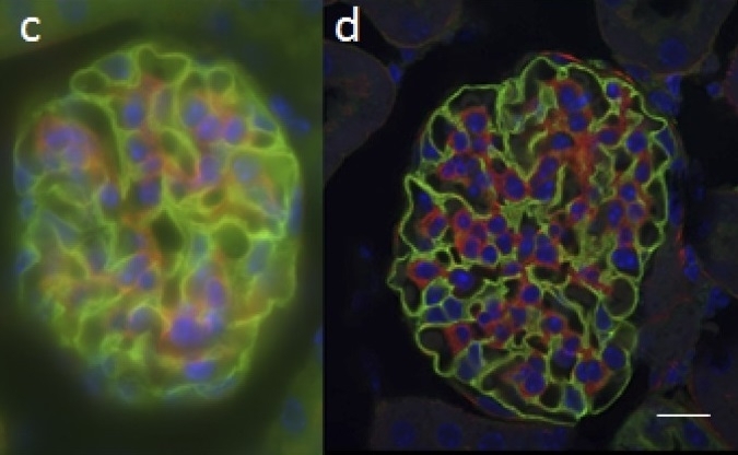 Comparison of 3D imaging techniques