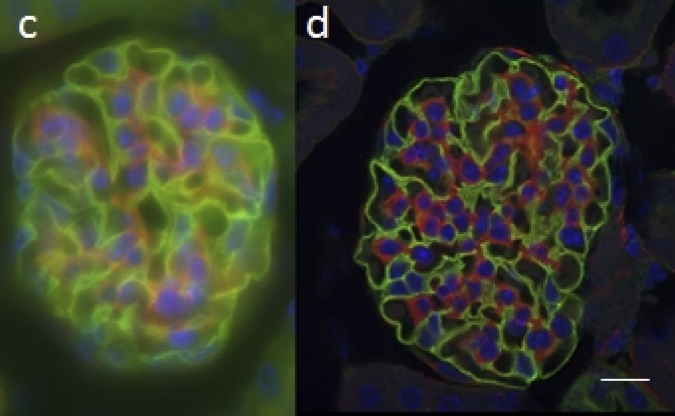 Comparison of 3D imaging techniques