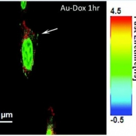 FLIM images and histogram of B16 cells incubated with free Dox