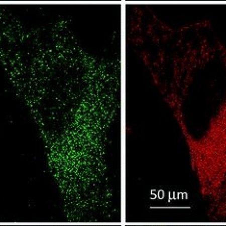 Best fits to fluorescence lifetime decays in B16 cells incubated with Au-Dox