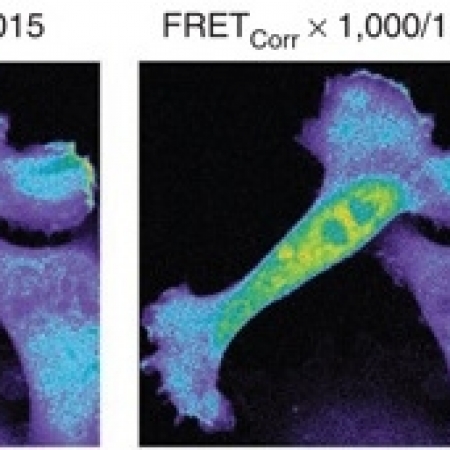 Calculation of FRET/CFP ratio images