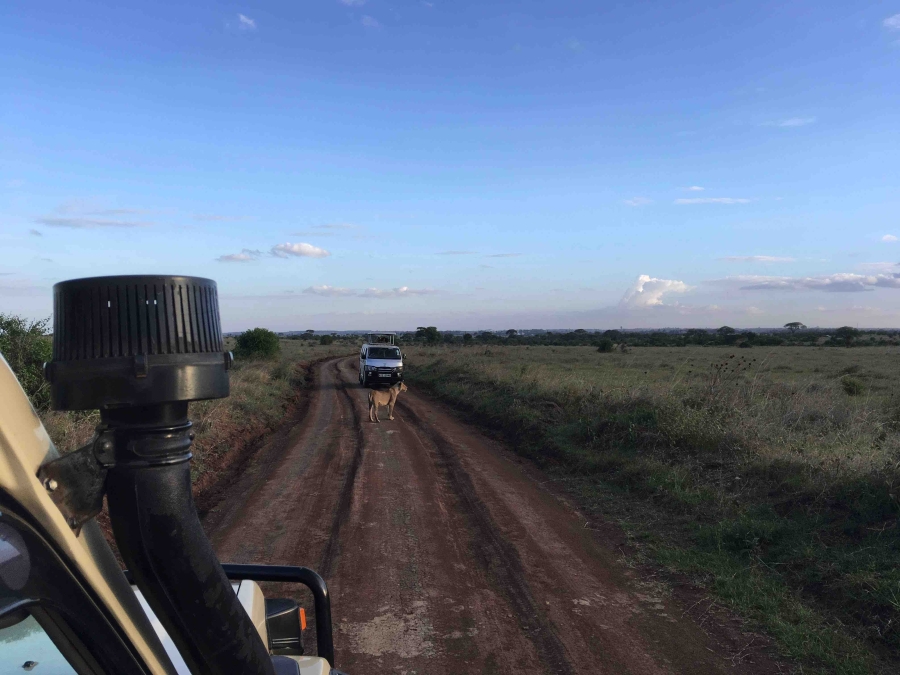 Lioness on our first game drive in Nairobi National Park