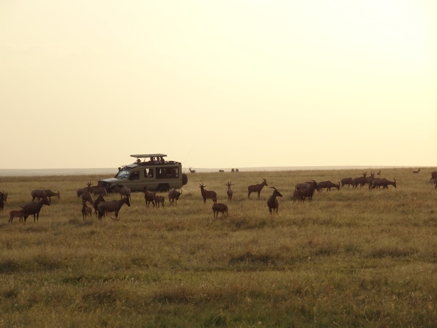Game drive, Masai Mara, Kenya