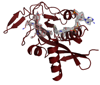 Crystal structure of COA with bound substrate