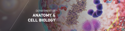 Department of Anatomy and Cell Biology banner