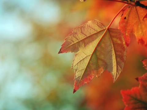 changing maple leaf, photo by Aaron Burden (unsplash)