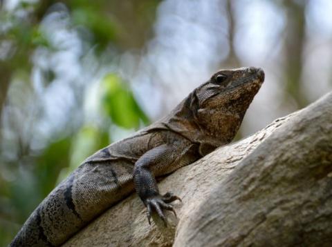 iguana on log, photo by Andra C Taylor Jr (unsplash)