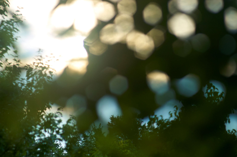 Sunlight through trees