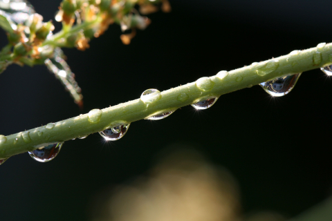 Water drops on bamboo