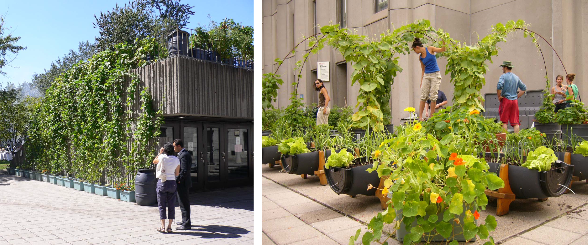Left: photo of plants covering an entrance pavilion at McGill Downtown Campus. Right: photo of flowers and rampant plant at McGill Downtown Campus.