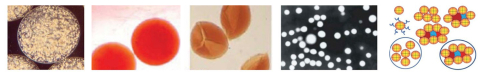Collage of artificial cell imagery