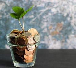 a sapling with full of coins