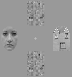 Schematic of the cue screen stimuli used in the study.  The stimuli include a face, a house, and ambiguous shapes