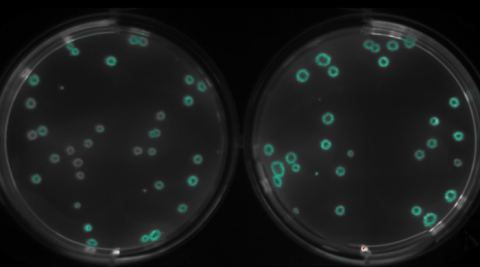 Petri dishes holding blue dots