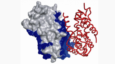 3-D model of a protein
