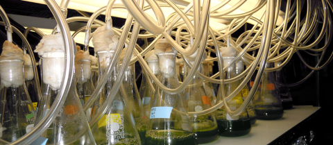 specimens in flasks