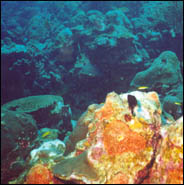 A damsel fish near the Bellairs Research Institute in Barbados.