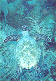 A turtle swims in the waters surrounding the Bellairs Research Institute