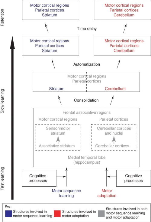 Figure 1. Doyon and colleagues’ model of neuroplasticity underlying motor skill learning at different time scales