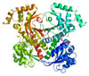 Structural Studies of the Fungal Amino Acid Pathways