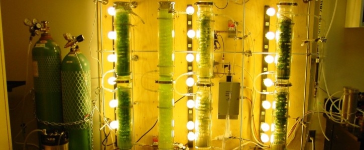 Photobioreactor system designed and implemented for the growth and immobilizatio