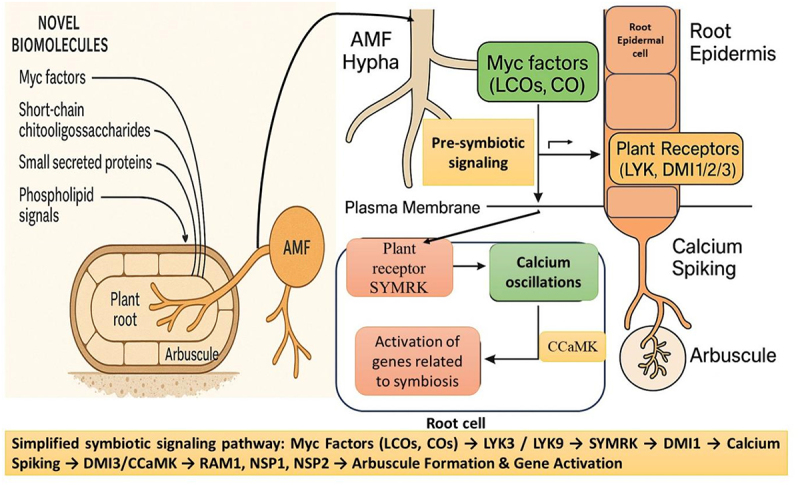The mechanism of arbuscular mycorrhizal fungi symbiotic relationship with a plant