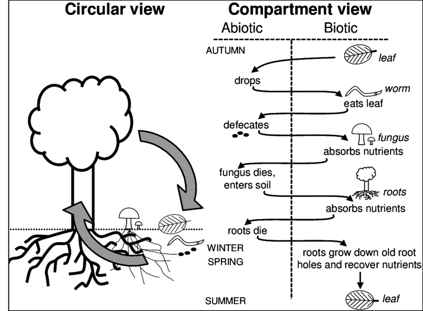 Steps in nutrient recycling commenced when leaves fall from the tree