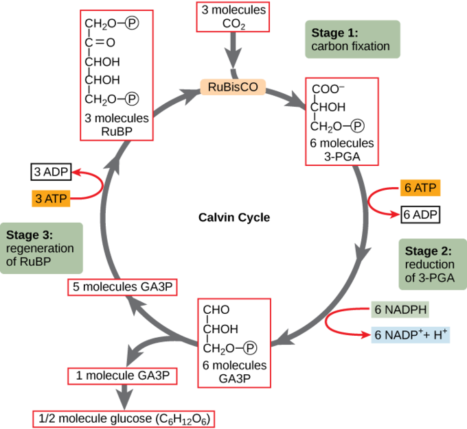 Diagram of the Calvin cycle