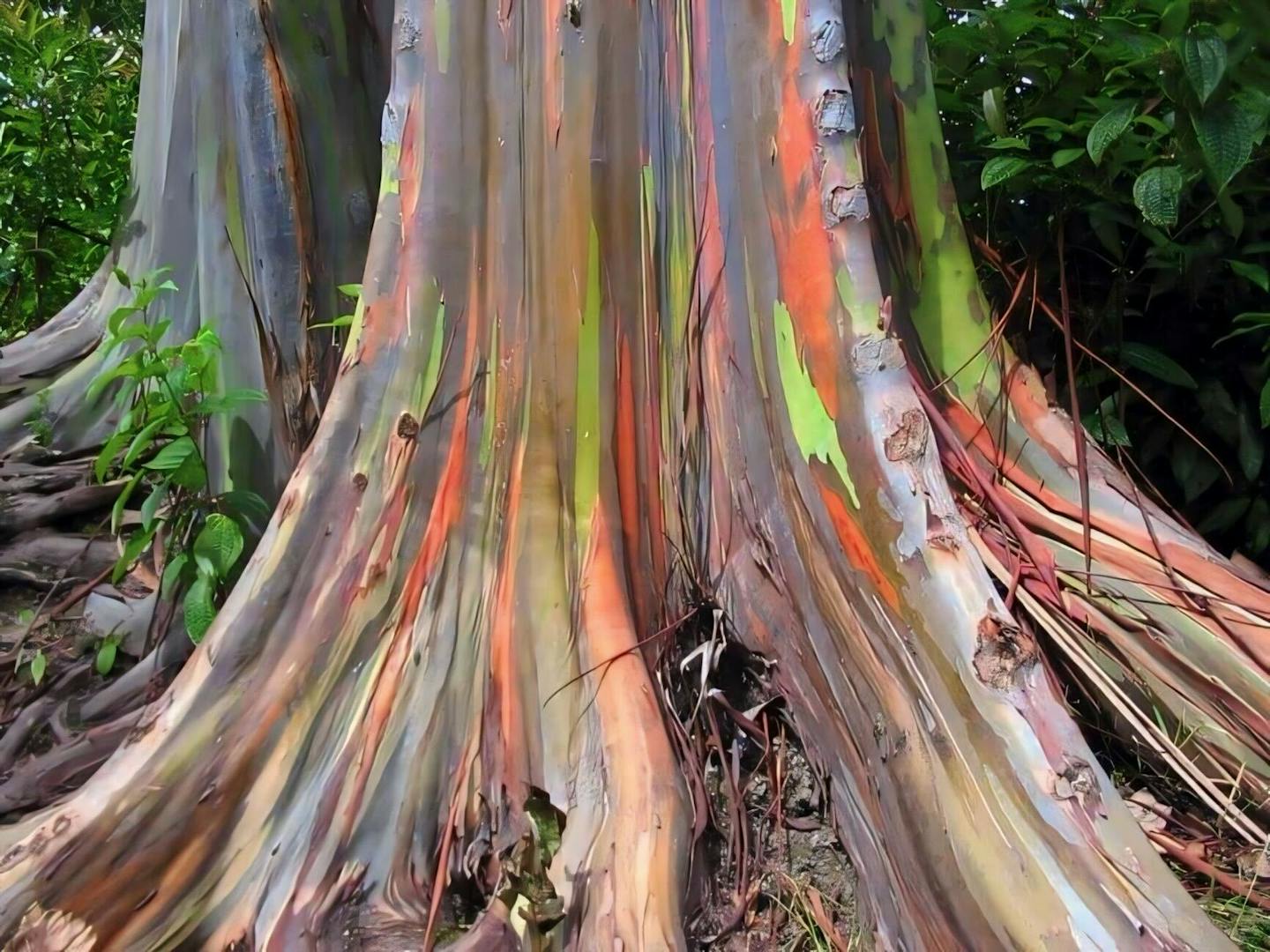 Rainbow eucalyptus