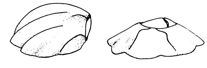 Comparison of bent and flat barnacle shell morphologies 