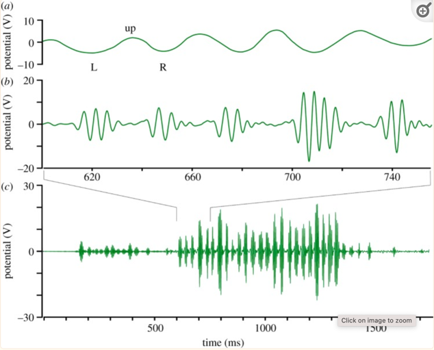 The electric field pattern produced by a dancing bee