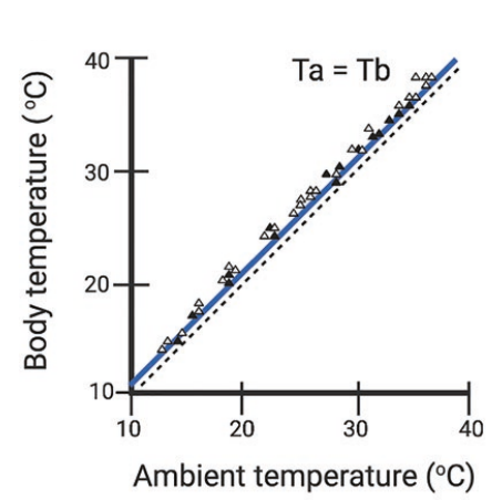 Graph shows the effect of ambient temperature on body temperature of the naked mole rat