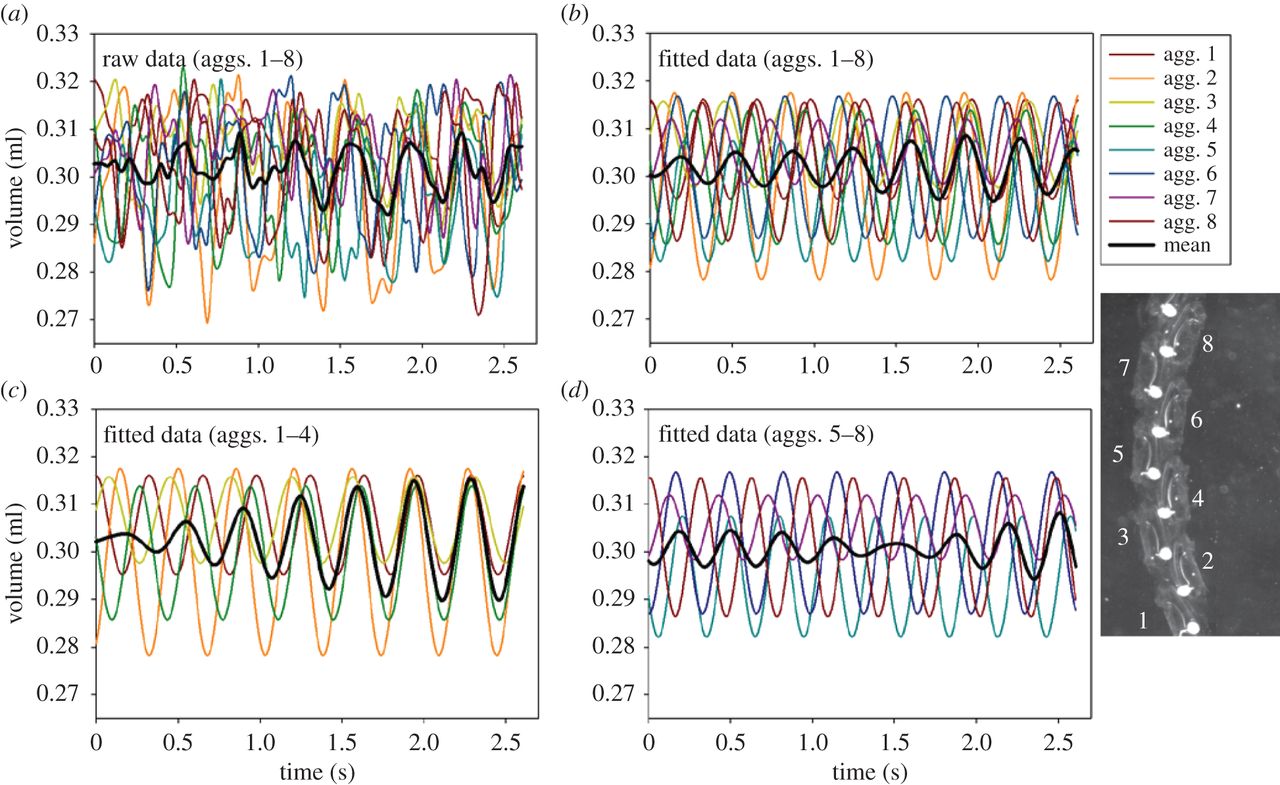 Change in volume of individual W. cylindrica zooids during steady swimming