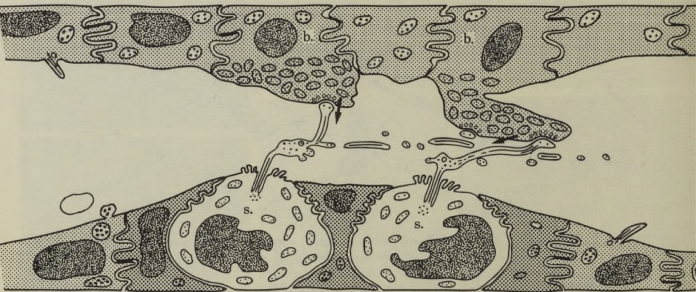 Schematic diagram showing details of link between the cilia of the sensory cells on one side of the plaque