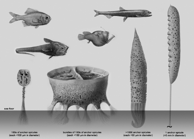 Holdfast diversity in hexactinellid sponges