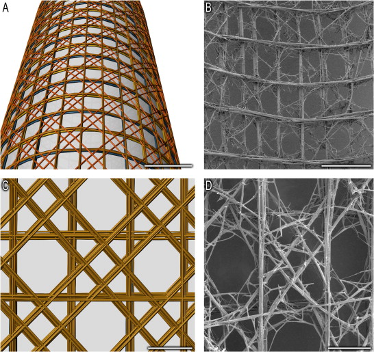 Checkerboard-like structure of Euplectella aspergillum
