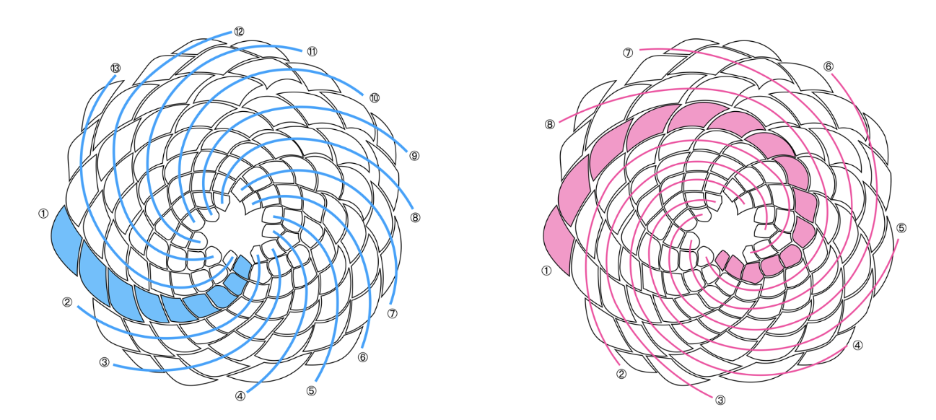 Fibonacci sequence in pinecones