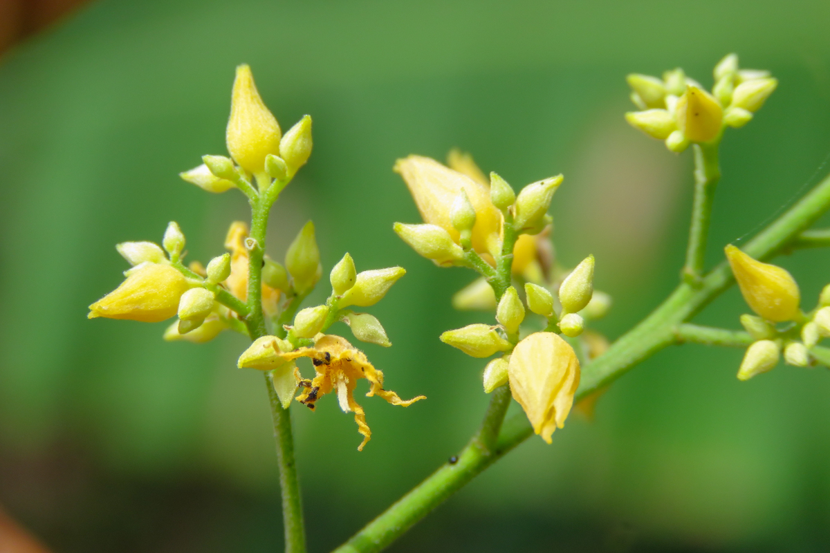 H. brasiliensis’ flower