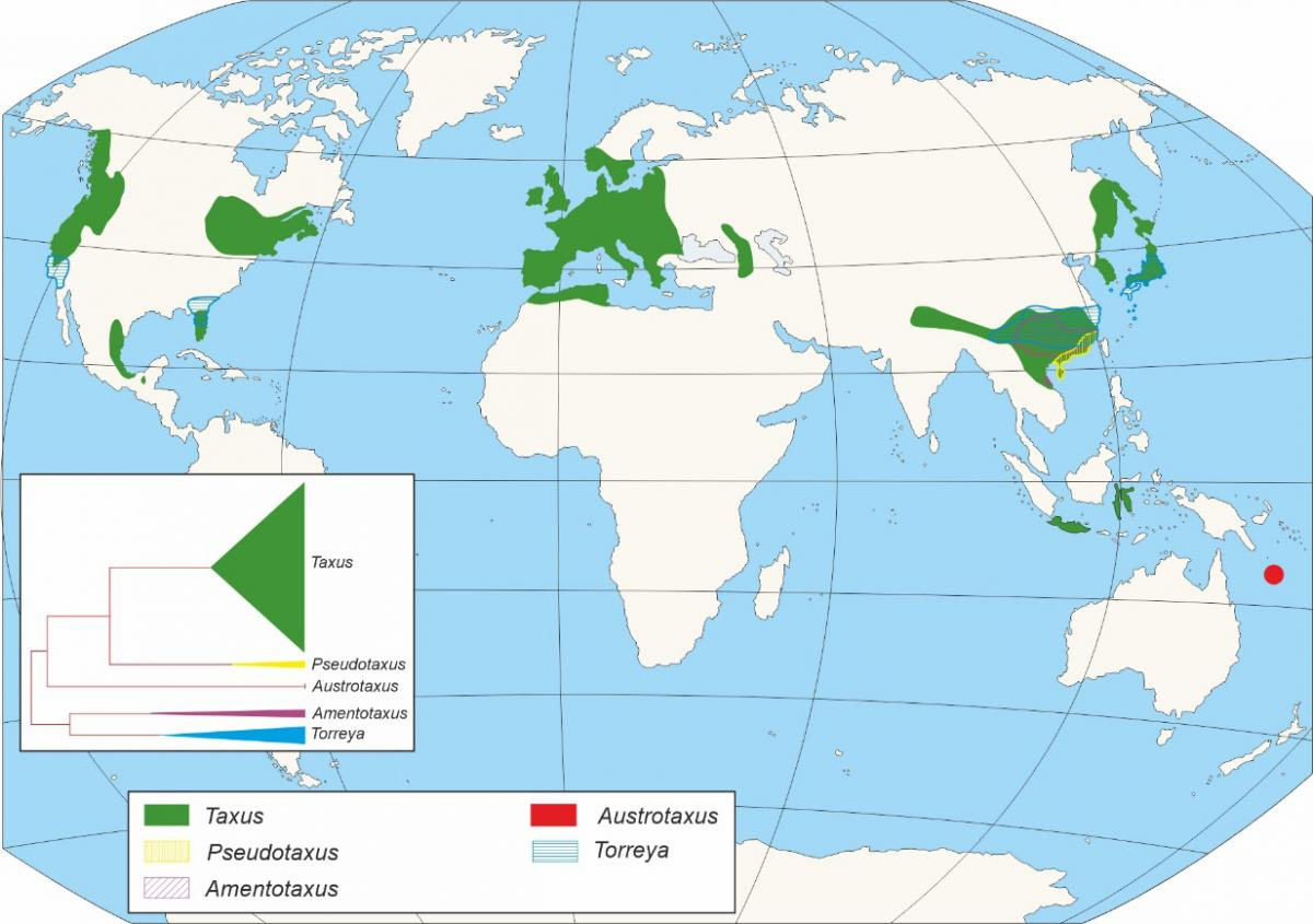 Distribution of Taxus Baccata in the world