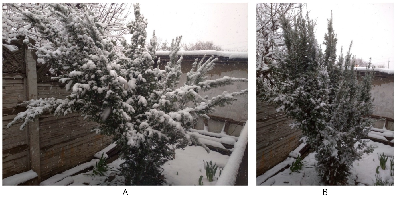 The condition of the solitary plant after two- and three-fold loading