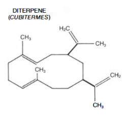 Diterpene consist of 20 carbon atoms